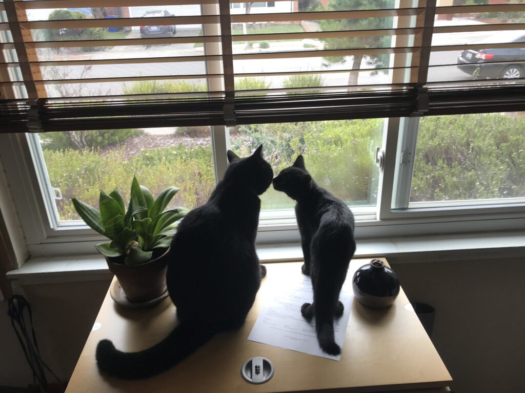 2 black cats in windowsill