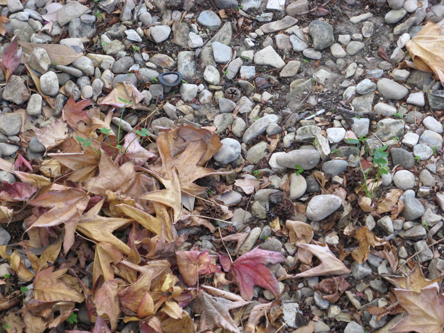 leaves and stones