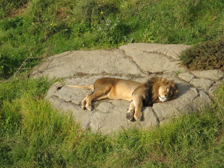 lion basking in sun